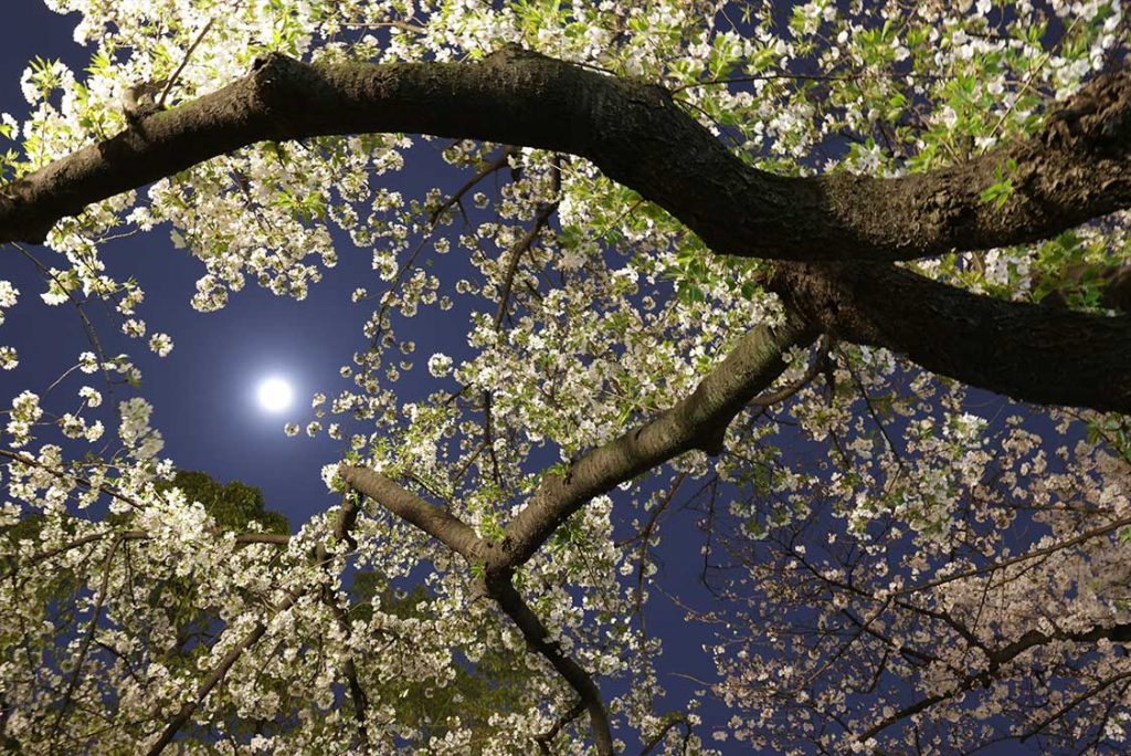 Fotografía de la luna vista a través de las ramas de un árbol.