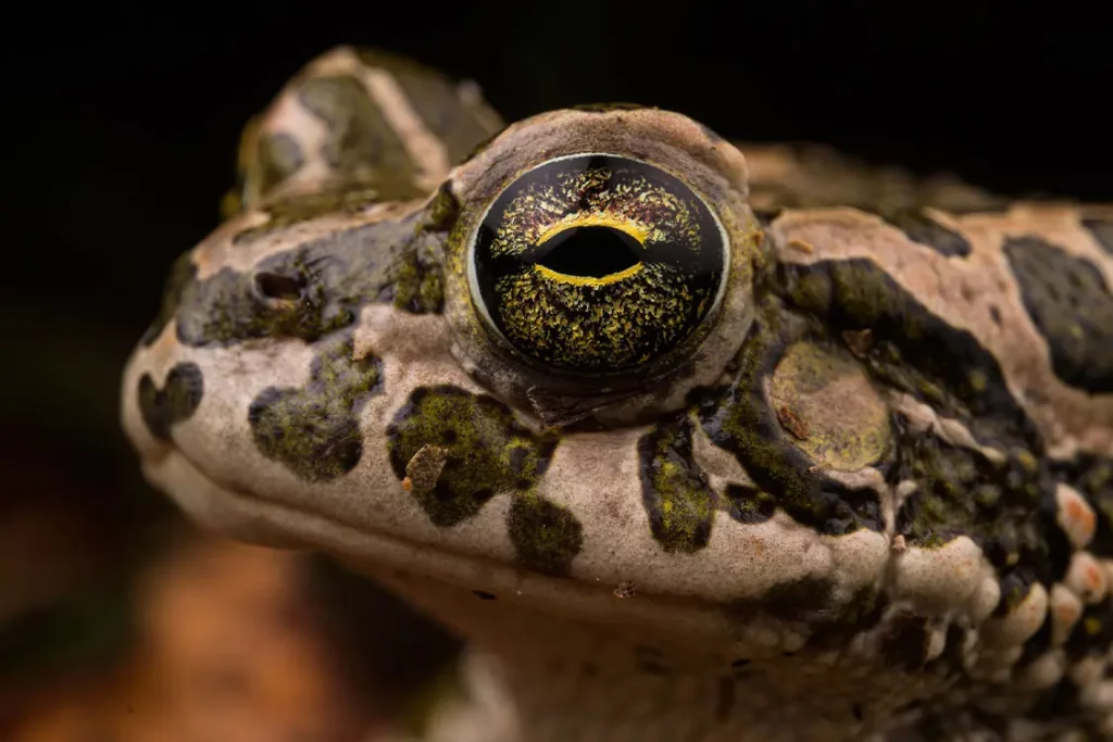 Fotografía cabeza de una rana © Emanuele Biggi