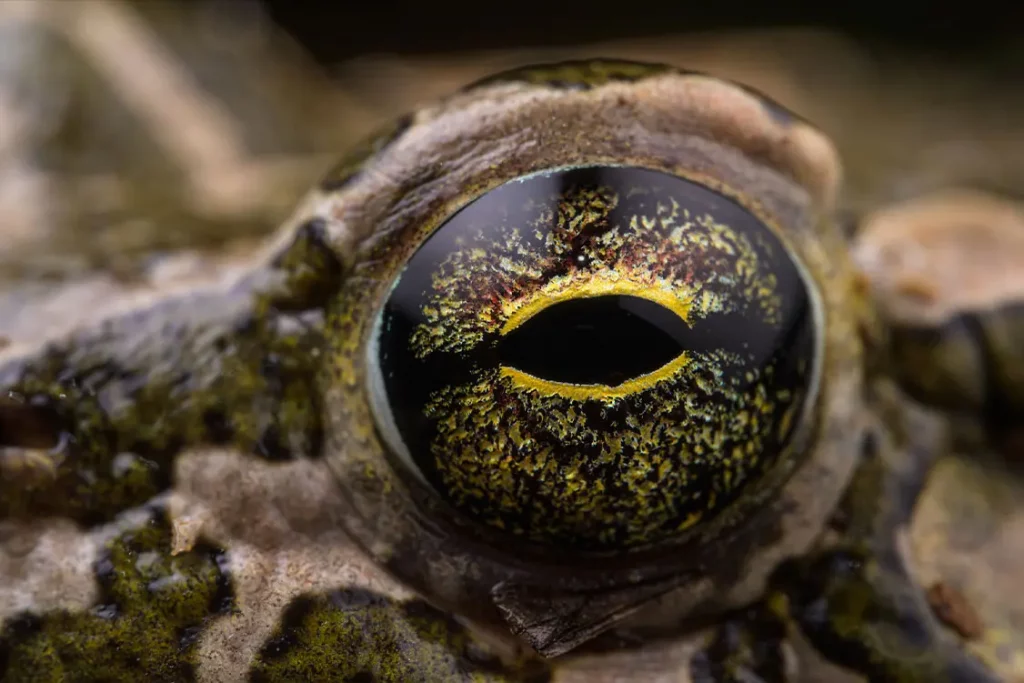 Fotografía ojo de una rana © Emanuele Biggi