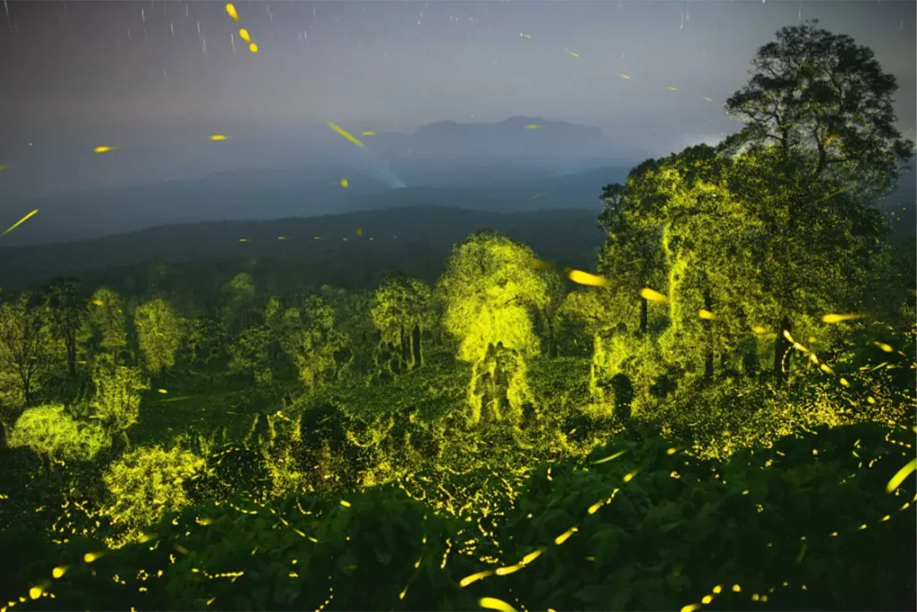 La serie de Sriram Murali (India) Billions of Synchronous Fireflies Light up a Tiger 